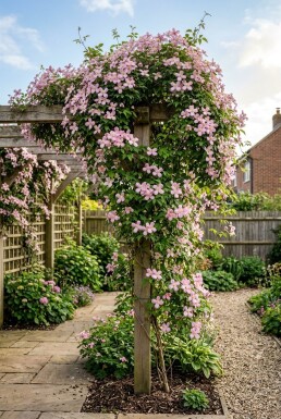 Clematis montana 'Freda' Stok