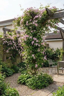 Clematis montana 'Freda' Stok
