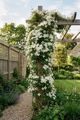 Clematis montana grandiflora uppbunden