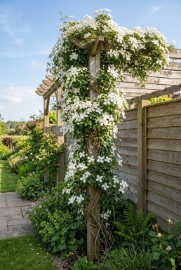 Clematis montana grandiflora uppbunden