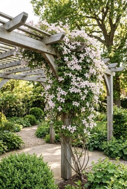 Clematis montana 'Marjorie' Stok