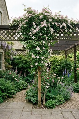 Clematis montana 'Marjorie' Stok