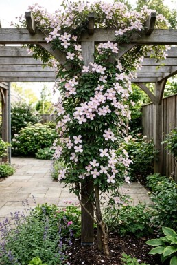 Clematis montana 'Mayleen' uppbunden