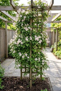 Clematis montana 'Mayleen' uppbunden