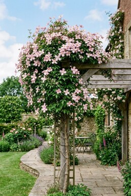 Clematis montana 'Pink Perfection' Stöd