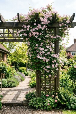 Clematis montana 'Pink Perfection' Stöd