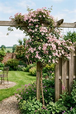 Clematis montana rubens Stok