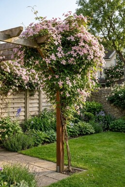 Clematis montana rubens Stok