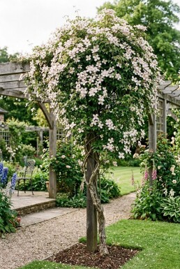 Clematis montana 'Superba' uppbunden