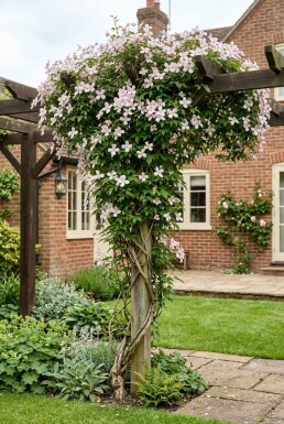 Clematis montana 'Superba' uppbunden