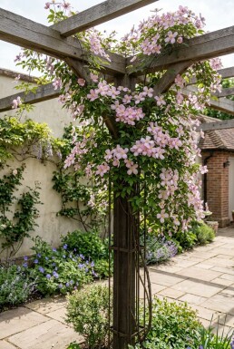 Clematis montana 'Tetrarose' Stammad