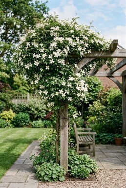 Clematis montana wilsonii Stok