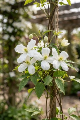 Clematis montana wilsonii Stok