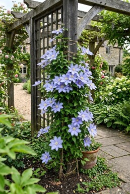 Clematis 'Mrs Cholmondeley' Stok