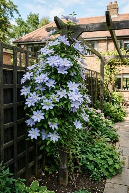 Clematis 'Mrs Cholmondeley' Stok