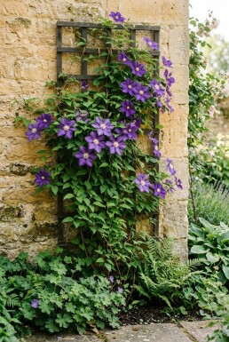 Clematis 'Mrs George Jackman' Stok