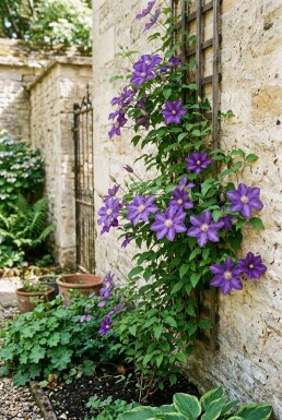 Clematis 'Mrs George Jackman' Stok