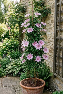 Clematis 'Nelly Moser' på stödpinne