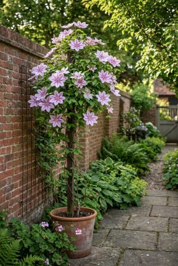 Clematis 'Nelly Moser' på stödpinne