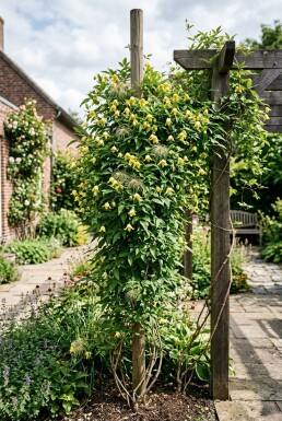 Clematis orientalis Stödpinne