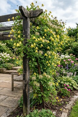 Clematis orientalis Stödpinne