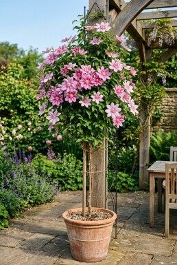 Clematis 'Piilu' med stödpinne
