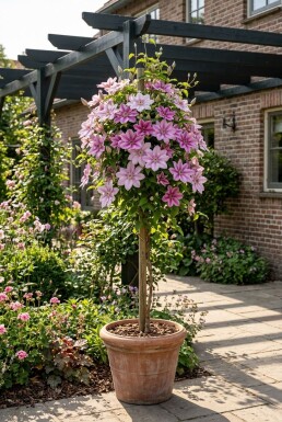 Clematis 'Piilu' med stödpinne