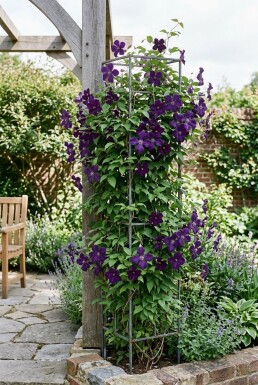Clematis 'Polish Spirit' uppbunden