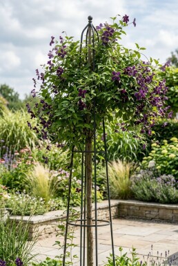 Clematis 'Polish Spirit' uppbunden