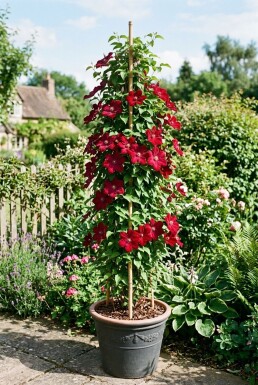 Clematis 'Rouge Cardinal' Stok