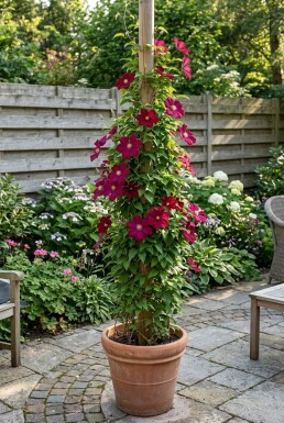 Clematis 'Rouge Cardinal' Stok