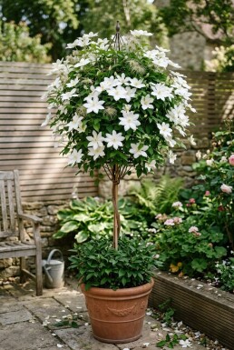 Clematis 'Shirayukihime' på stam