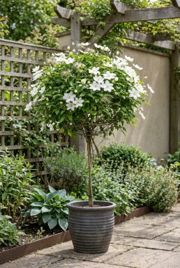 Clematis 'Shirayukihime' på stam