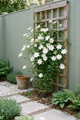 Clematis 'Shirayukihime' på stam