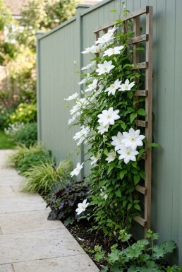 Clematis 'Shirayukihime' på stam