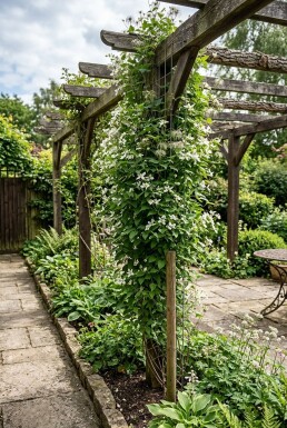 Clematis spooneri Stok