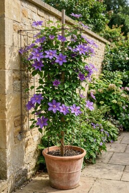 Clematis 'Star of India' på pinne