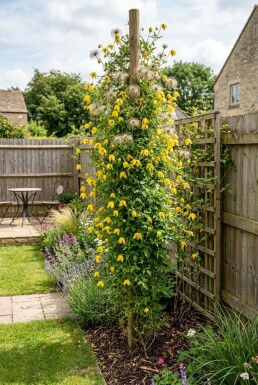 Clematis tangutica Stok