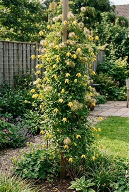 Clematis tangutica Stok