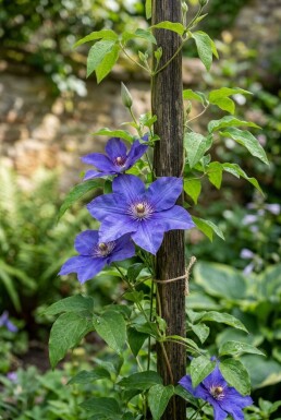 Clematis 'The President' Stammad