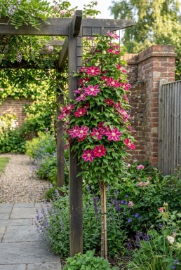 Clematis 'Ville de Lyon' uppbunden