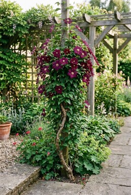 Clematis 'Warszawska Nike' Stöd