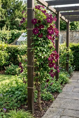 Clematis 'Warszawska Nike' Stöd