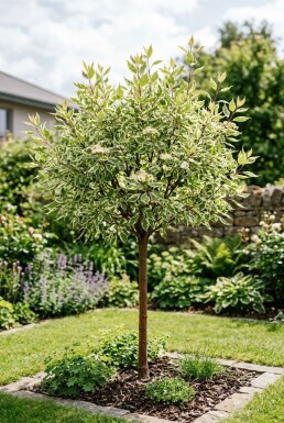 Cornus alba 'Elegantissima' Halvstam