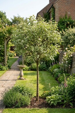 Cornus alba 'Elegantissima' Halvstam