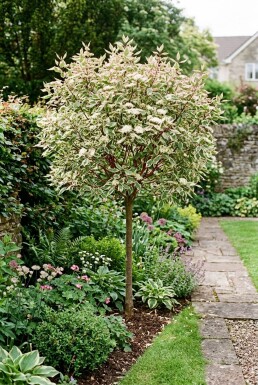 Cornus alba 'Miracle' halvstam