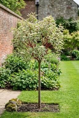 Cornus alba 'Miracle' halvstam