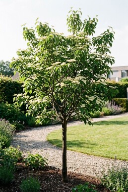 Cornus sanguinea 'Midwinter Fire' halvstam