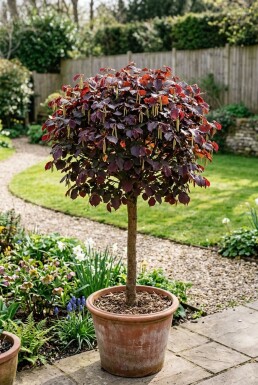 Corylus avellana 'Anny's Red Dwarf' På stam