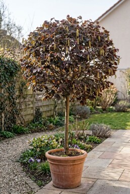 Corylus avellana 'Anny's Red Dwarf' På stam
